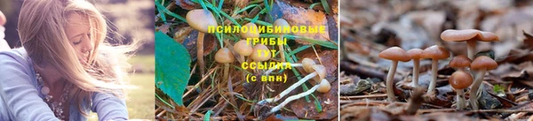 мяу мяу мука Белокуриха